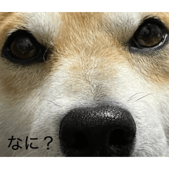 sibaken KAI_20260204095708