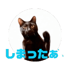 お酒とネコ好きな日常会話90