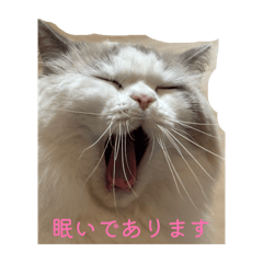 yukichi_20260204103007