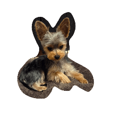 ALU418_20260204110839