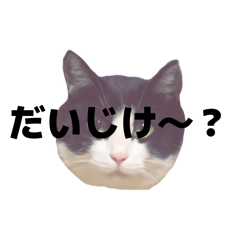 nyaaan_20260204084632