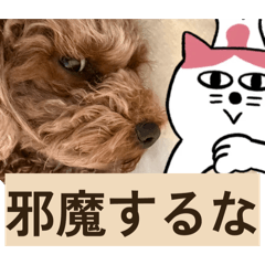 mugicha_20260203100846