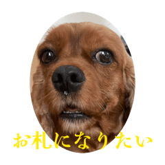 reicyan_20260203095628