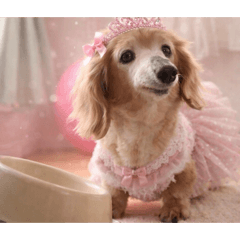 33229214_2026020411533324