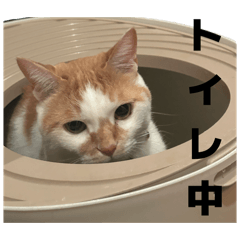 ainooooo_20260203051911