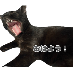 maomaochan_20260203103303