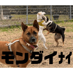 Kojima_20260204122702