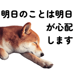 Shiba the prayer