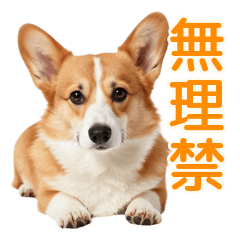 心配性が暴走するコーギーの敬語