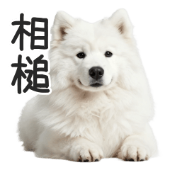 もふもふサモエド♪丁寧な毎日