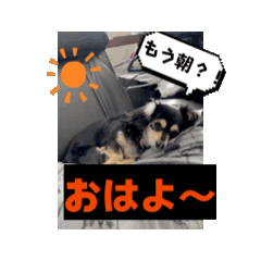 Chihi1_20260204163621