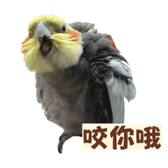 鳥鳥與狗狗們