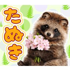 毎日使える【たぬき】の日常