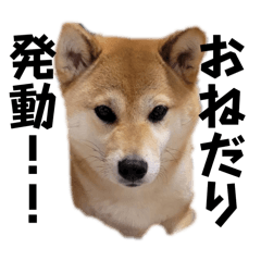 Daily life with my shiba inu,Sakura3