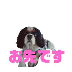 koharu_20260204135745