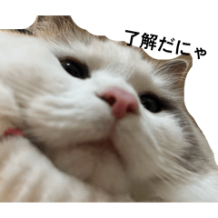 yukichi_20260204155032