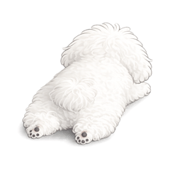 スズキ家のおもちくん