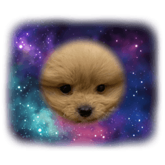 shima_20260204230127