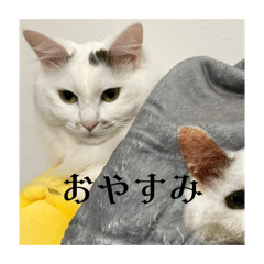 natsuki_20260204235436