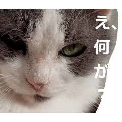 hirop-_20260203114727