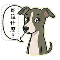 義大利靈緹 .BRUNO 6（隨你來說）