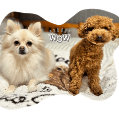 kokomama_20260204153315