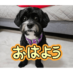 cippukun_20260202215221