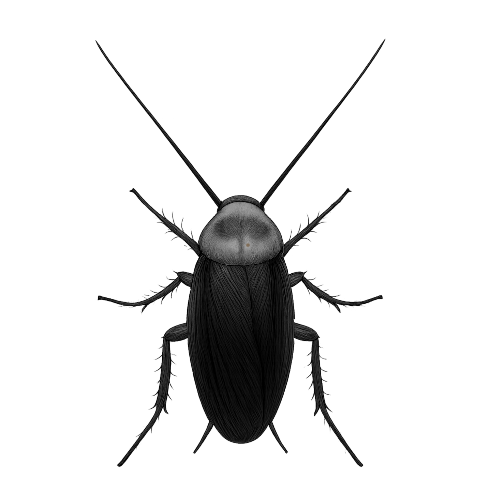 Black Cockroach : Pop-up stickers