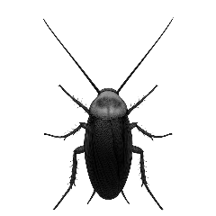 Black Cockroach : Pop-up stickers
