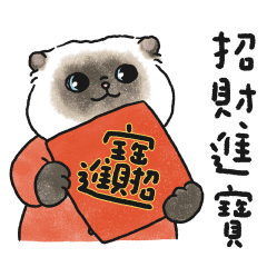 Oba cat34 -siamese cat