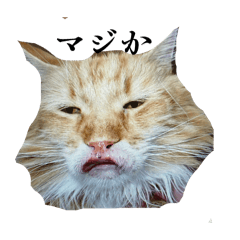 Arata_20260204211811