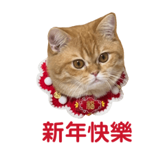 元寳寳（是一隻橘貓）