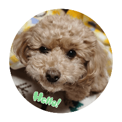 Shiori_20260203224147