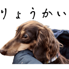 Dogman_20260204165708