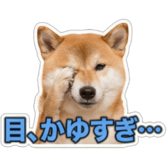 【実写】花粉に絶望する虚無わんこ