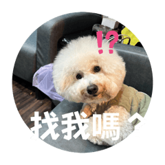 比熊麻尼的廢廢日常2.