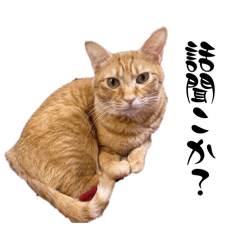 momomo_20260204183218