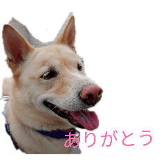 sanko_20260204204859