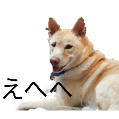 sanko_20260205073907