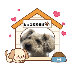 shocora_20260204200226