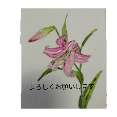 ringo_20260205120944