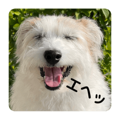 Dan&nbsp; &nbsp;Jack Russell Terrier