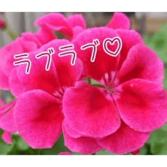 himawari_20260205000827