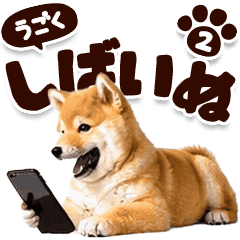 Moving ! Shiba Inu 2