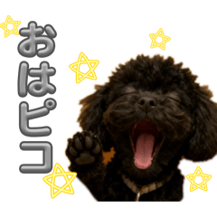 teddy_20260204215307