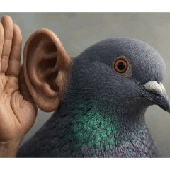 toilet pigeon_20260204131440