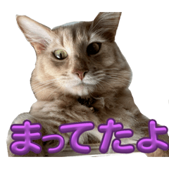 mogfuu_20260204224444