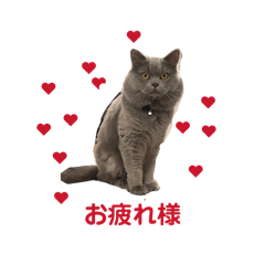 cairi_20260205073257