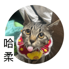 被做成巧達濃湯了