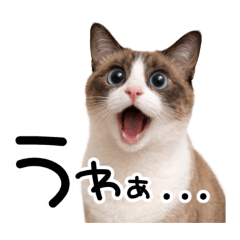 iku_20260205082602